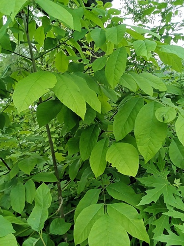 Green Ash