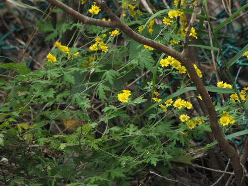 Chrysanthemum arisanense, photograph 5