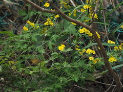 Chrysanthemum arisanense, photograph author not stated, no rights reserved