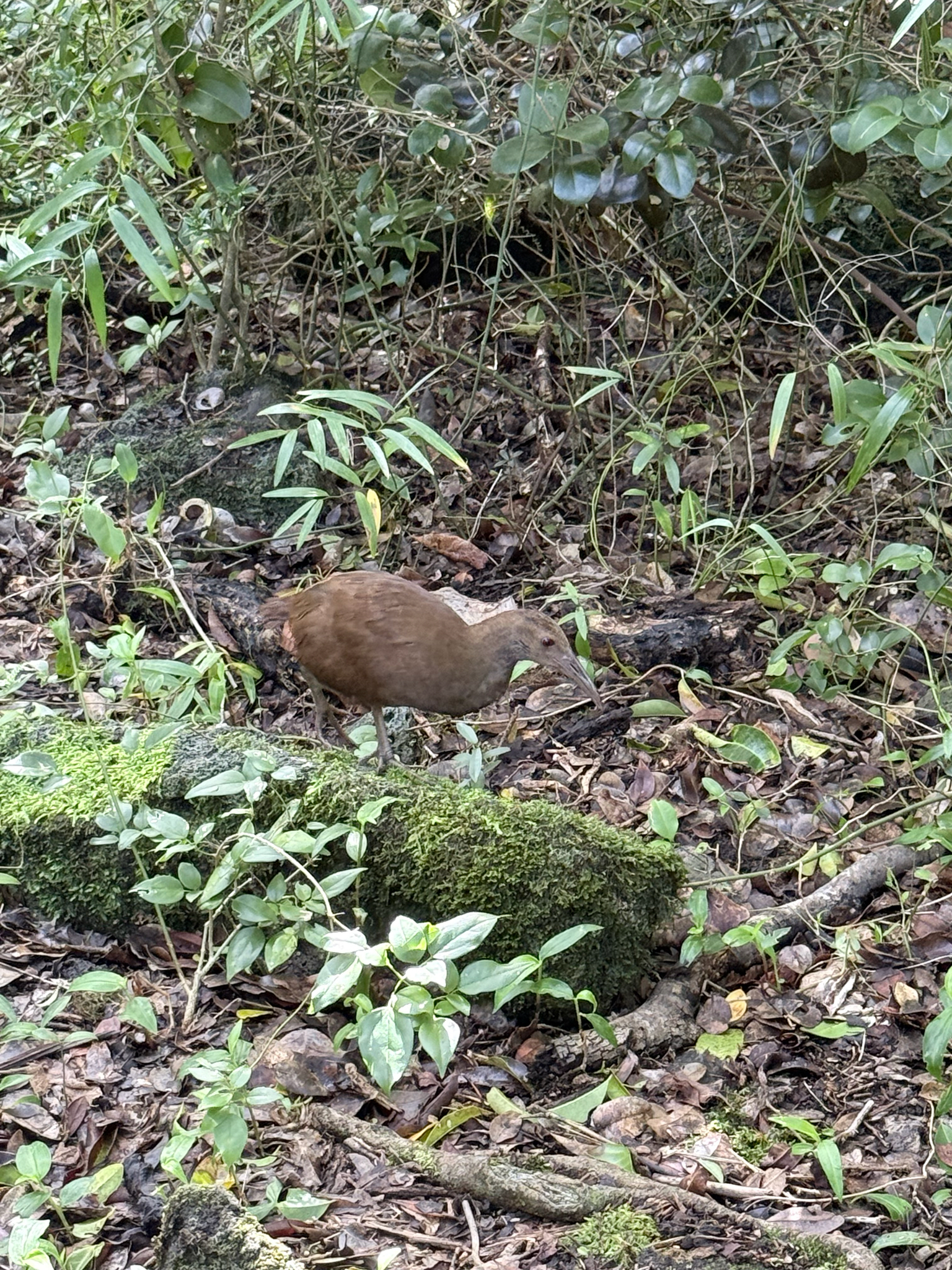 Lord Howe Woodhen (Gallirallus sylvestris), photo 2