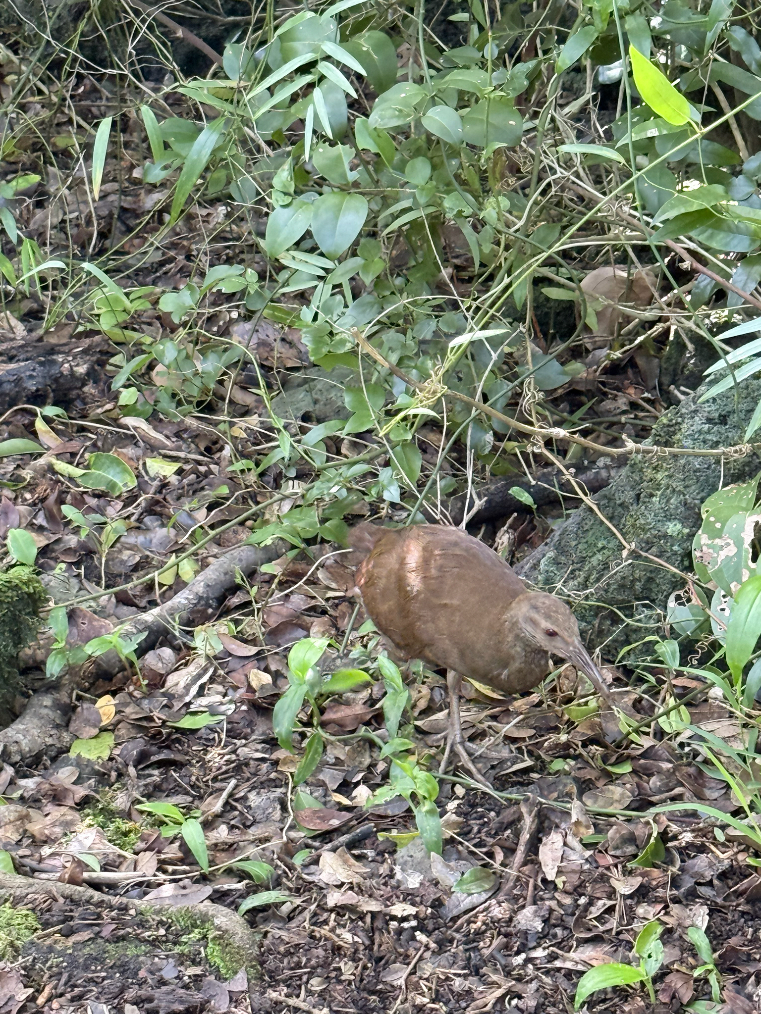 Lord Howe Woodhen (Gallirallus sylvestris), photo 3