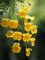 Dendrobium jenkinsii