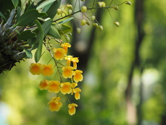 Dendrobium jenkinsii