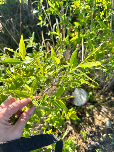 Salix pierotii, photograph 3