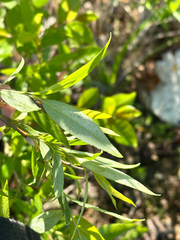 (c) Tatyana Petrenko, some rights reserved (CC BY) Salix pierotii, photograph (c) Tatyana Petrenko, some rights reserved (CC BY)