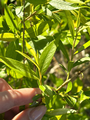 Salix pierotii
