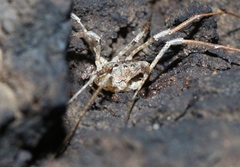 Protolophus