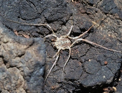 Protolophus