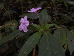 Ruellia jussieuoides