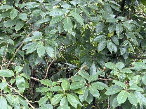 Ehretia longiflora observed 2026-05-30