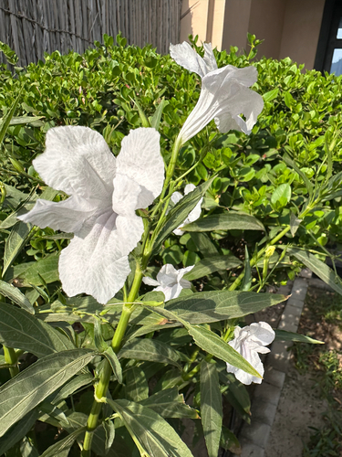 Mexican Ruellia