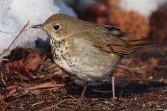 Hermit Thrush photo 1