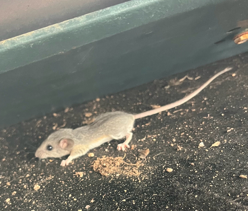 Peromyscus eremicus observed 2026-05-29