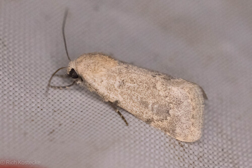 Leucocnemis perfundis