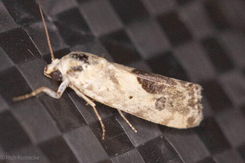 Ponometia libedis