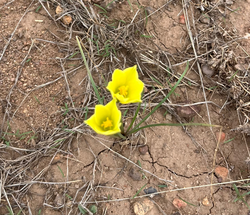 Zephyranthes longifolia