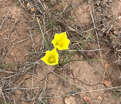 Zephyranthes longifolia