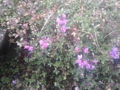 Thymus talijevii paucifolius