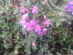 Thymus talijevii paucifolius