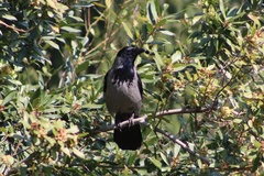 Corvus cornix