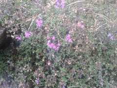 Thymus talijevii paucifolius