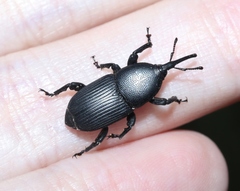 Scyphophorus yuccae