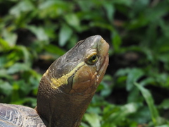 Cuora flavomarginata