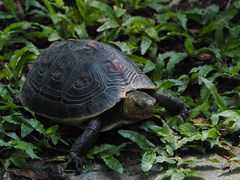 Cuora flavomarginata