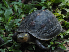 Cuora flavomarginata