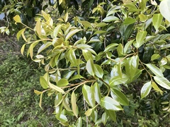 Camellia japonica