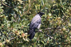 Corvus cornix