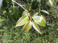 Camellia japonica