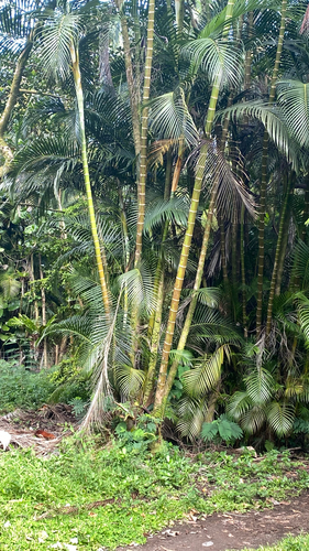 Areca, 2026-05-29