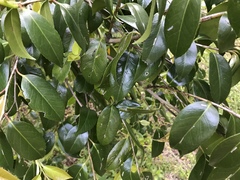 Camellia japonica