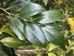 Camellia japonica