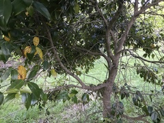 Camellia japonica