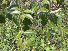 Camellia japonica