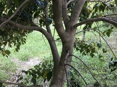 Camellia japonica
