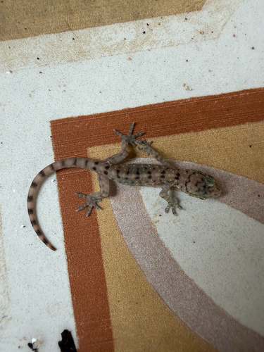 Gekko monarchus
