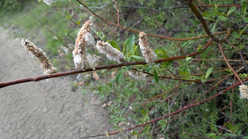 Drummond's willow (Salix drummondiana)