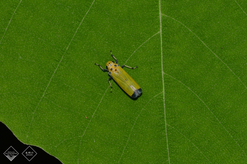 Black-tipped Leafhopper