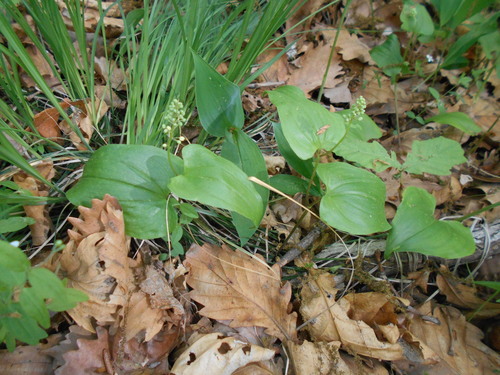 Maianthemum × intermedium iNat (3)