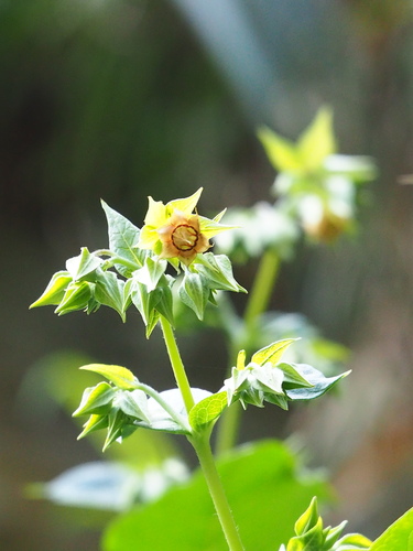 Trichodesma calycosum, photograph 6
