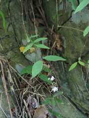 Deutzia taiwanensis, photograph author not stated, no rights reserved