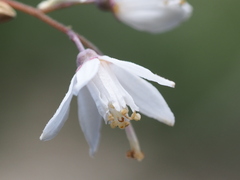 Deutzia taiwanensis