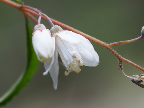 Deutzia taiwanensis, photograph 2