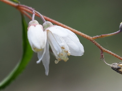 Deutzia taiwanensis, photograph author not stated, no rights reserved