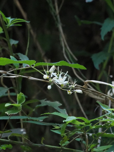 Deutzia taiwanensis, photograph 3
