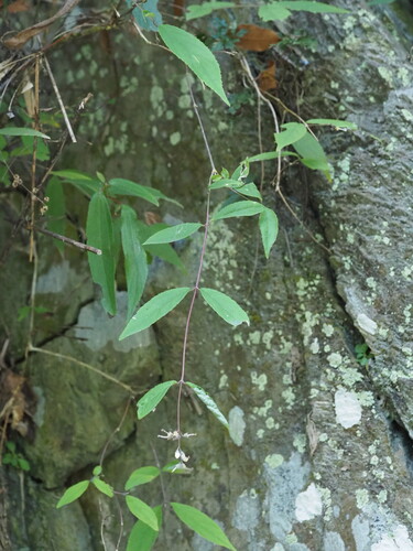 Deutzia taiwanensis, photograph 4