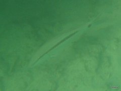 Parupeneus barberinus